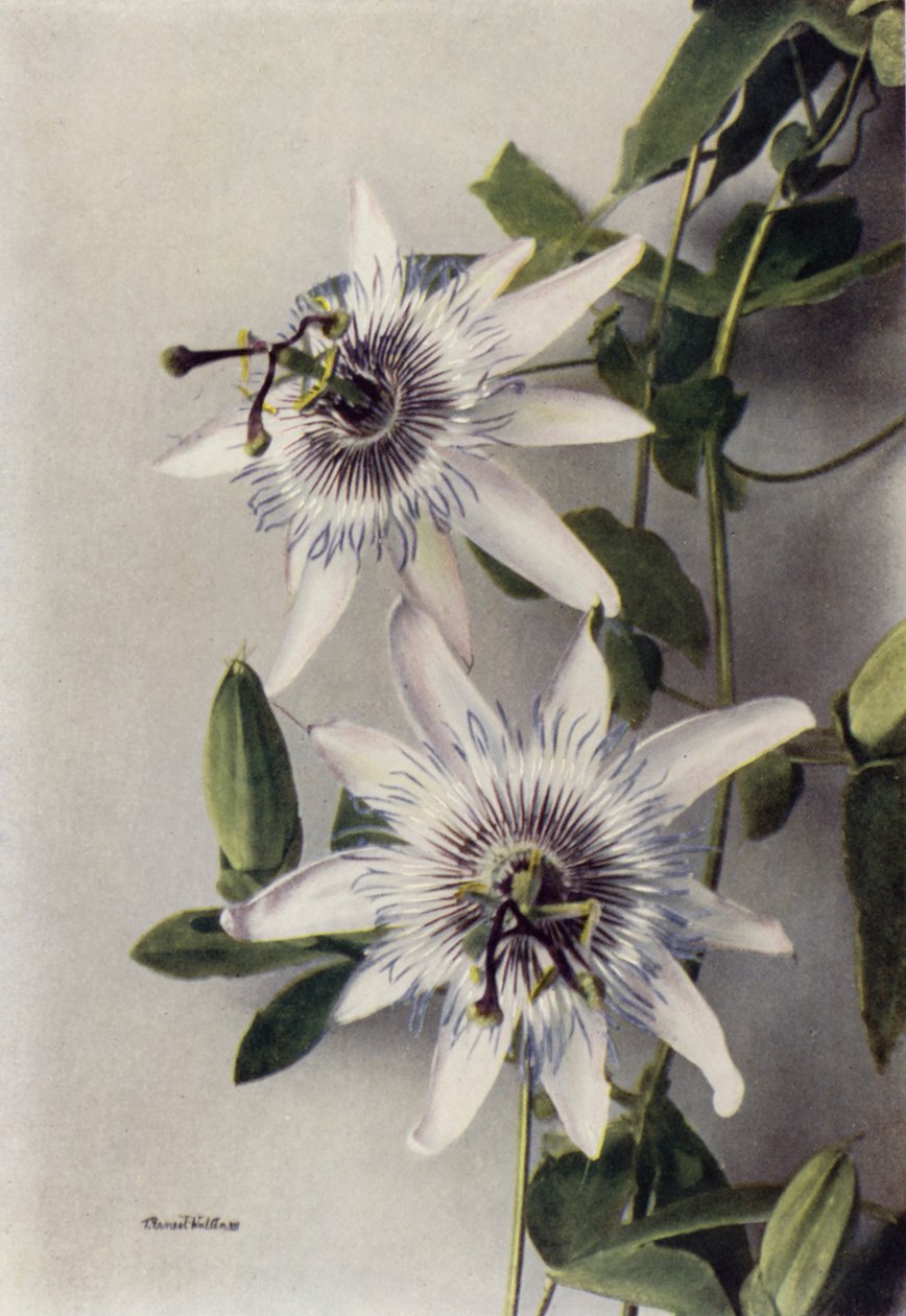 Passiflora Coerulea, Constance Elliott (photo couleur) - English Photographer