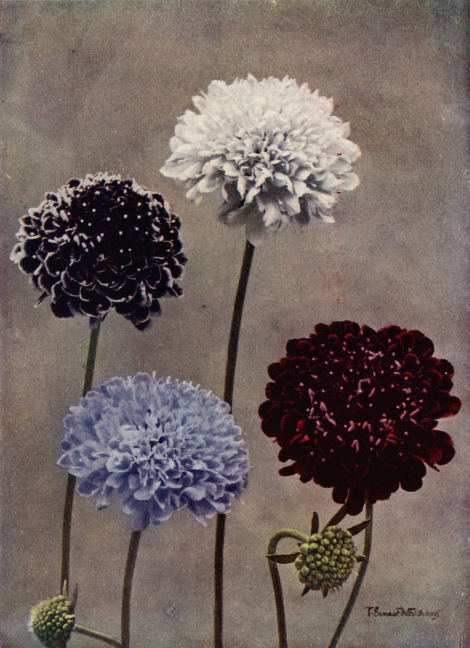 Scabieuse douce (photo couleur) - English Photographer
