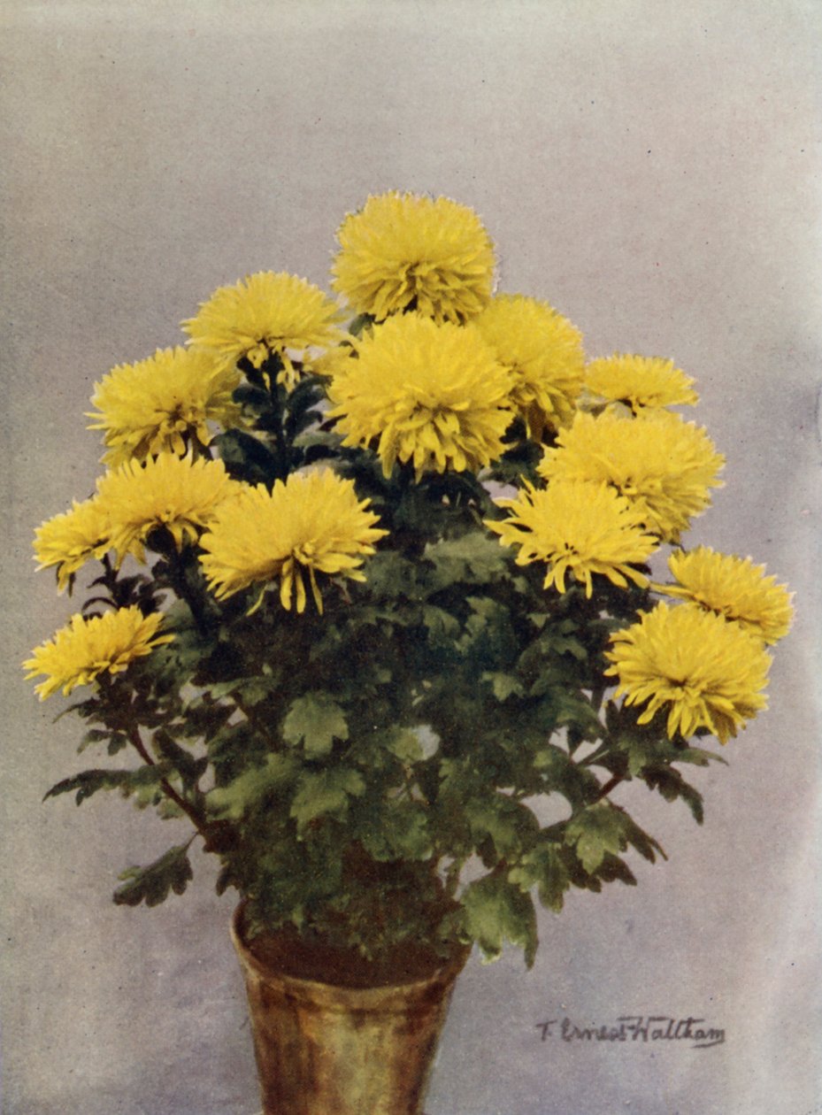 Yellow Caprice du Printemps - English Photographer