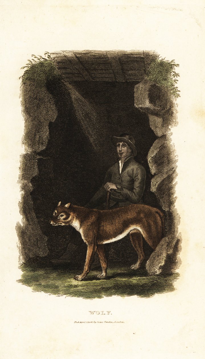 Gentleman anglais du XVIIIe siècle et son loup apprivoisé, Canis lupus, à l