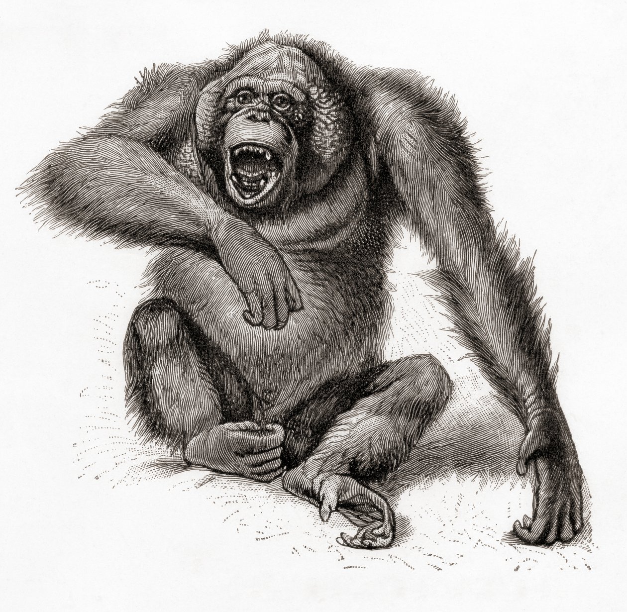 Un orang-outan de Bornéo, Pongo pygmaeus. De Meyers Lexicon, publié en 1924 - English School