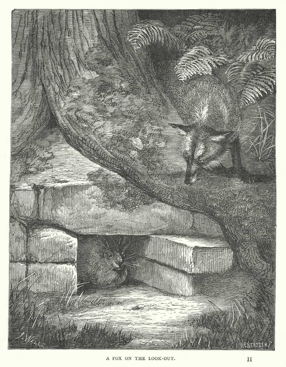 Un renard à l