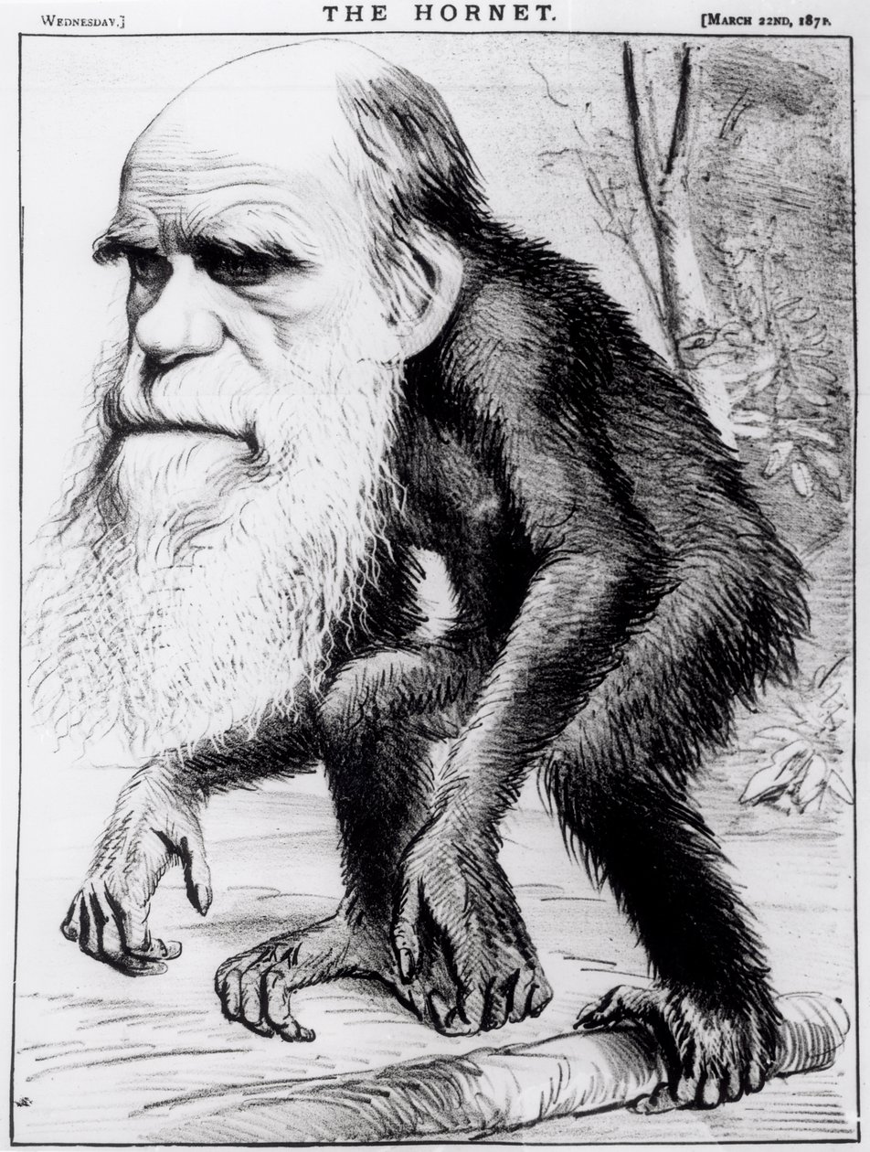 Un vénérable orang-outan, de 