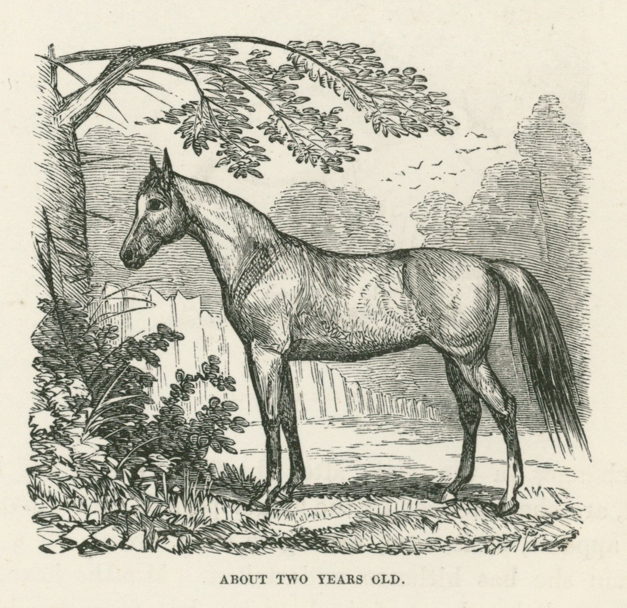 Environ deux ans (gravure) - English School