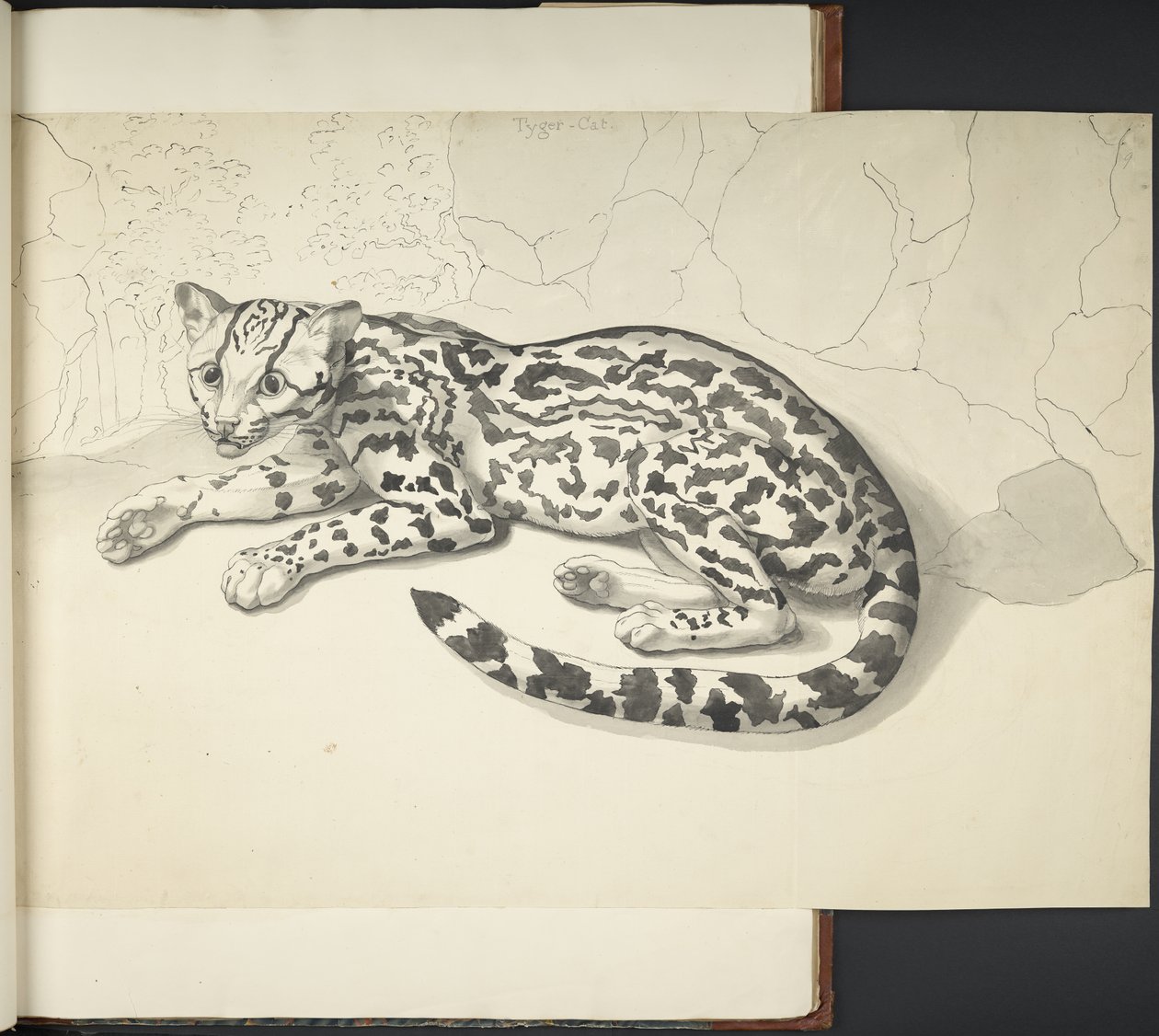 Add MS 11807 f.9 Chat tigre, de 