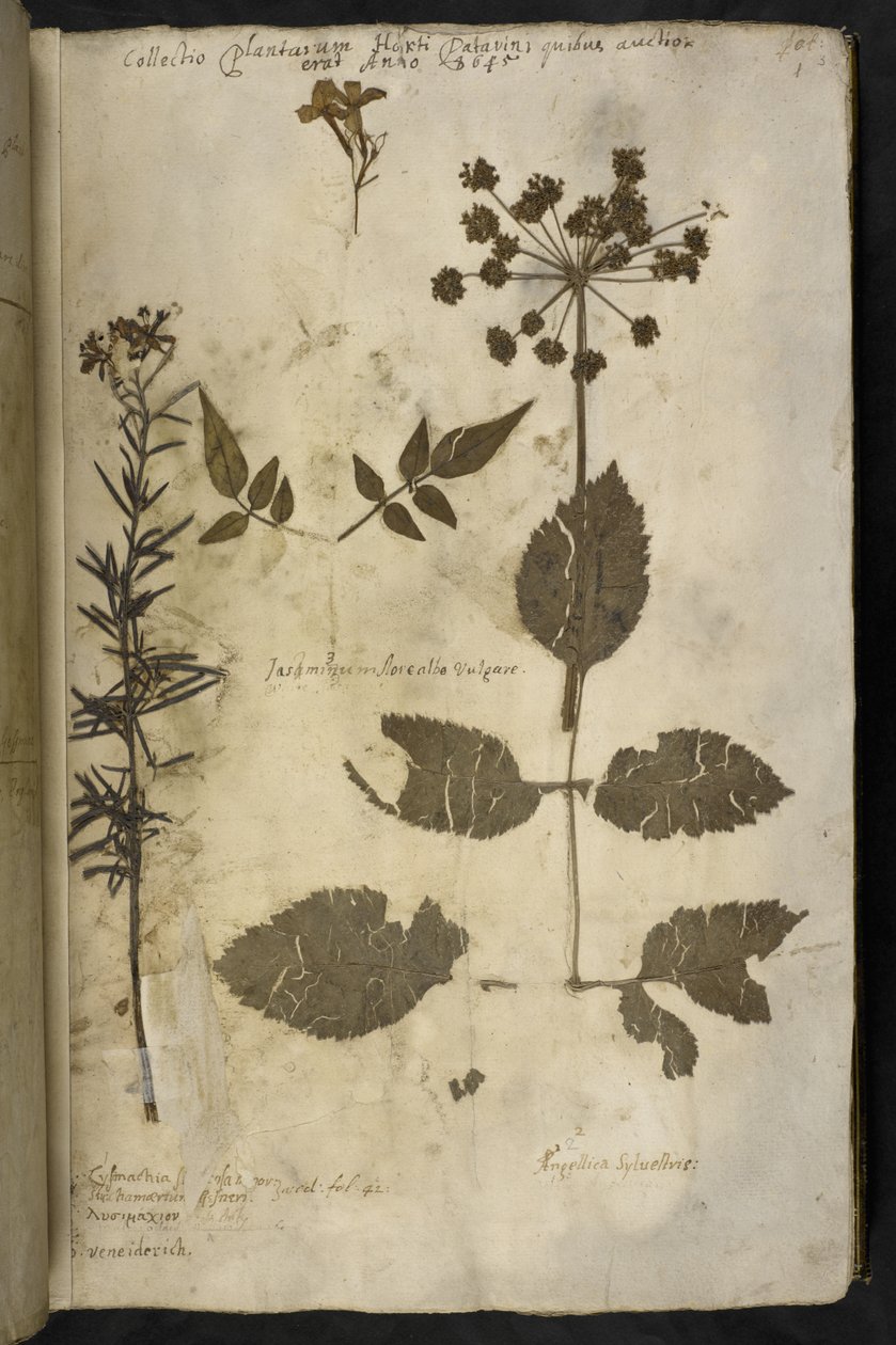 Add MS 78334 f.3r Spécimen de plante séchée avec explication, du 