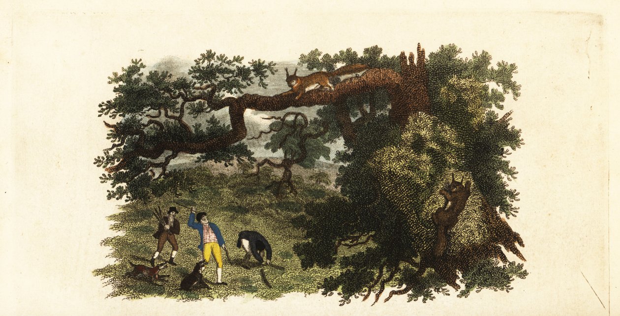 Colons américains jetant des bâtons sur des écureuils gris dans les arbres - English School