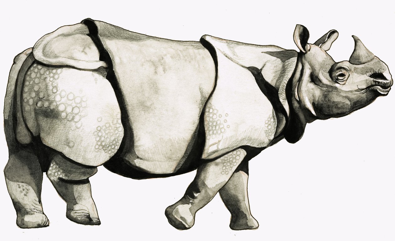 Ancient rhinoceros - English School