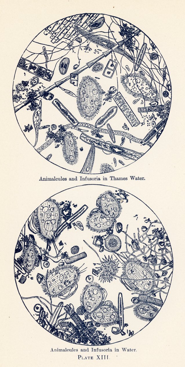 Animalcules et infusoires dans l