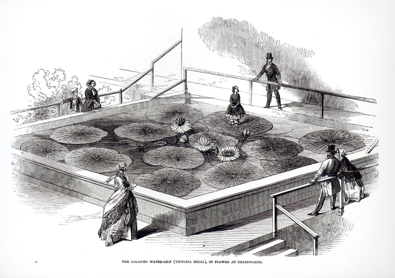 Annie Paxton sur le nénuphar Victoria regia dans la grande serre de Chatsworth, 1849 - English School