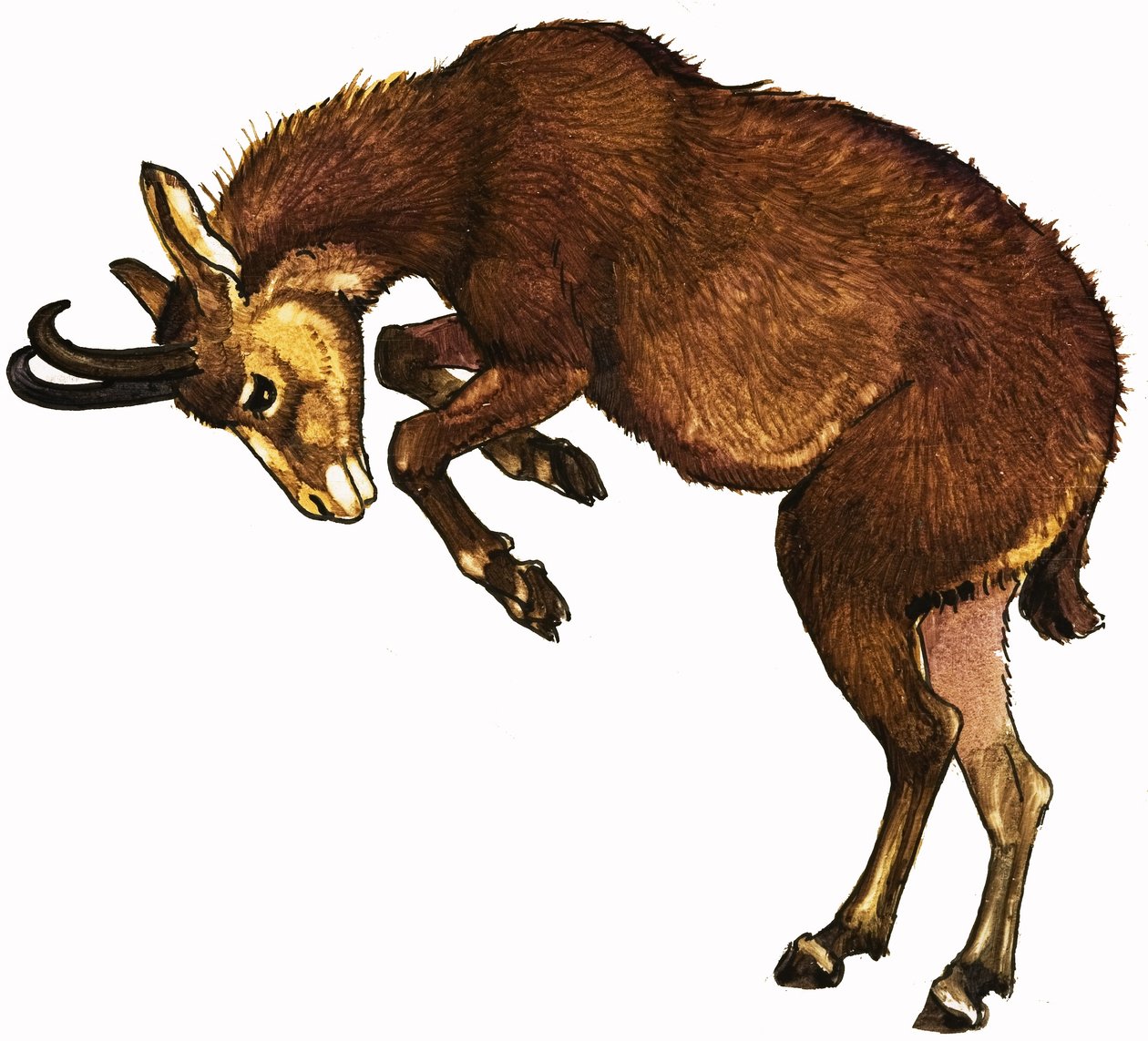 Antilope - English School