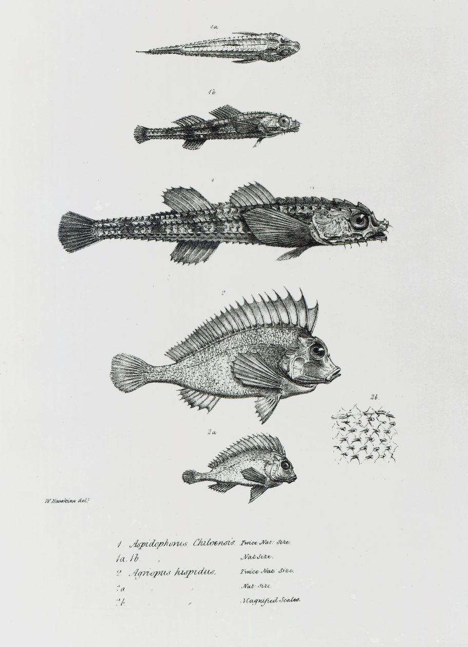 Aspidophorus Chiloensis et Agriopus Hispidus, planche 7 de 