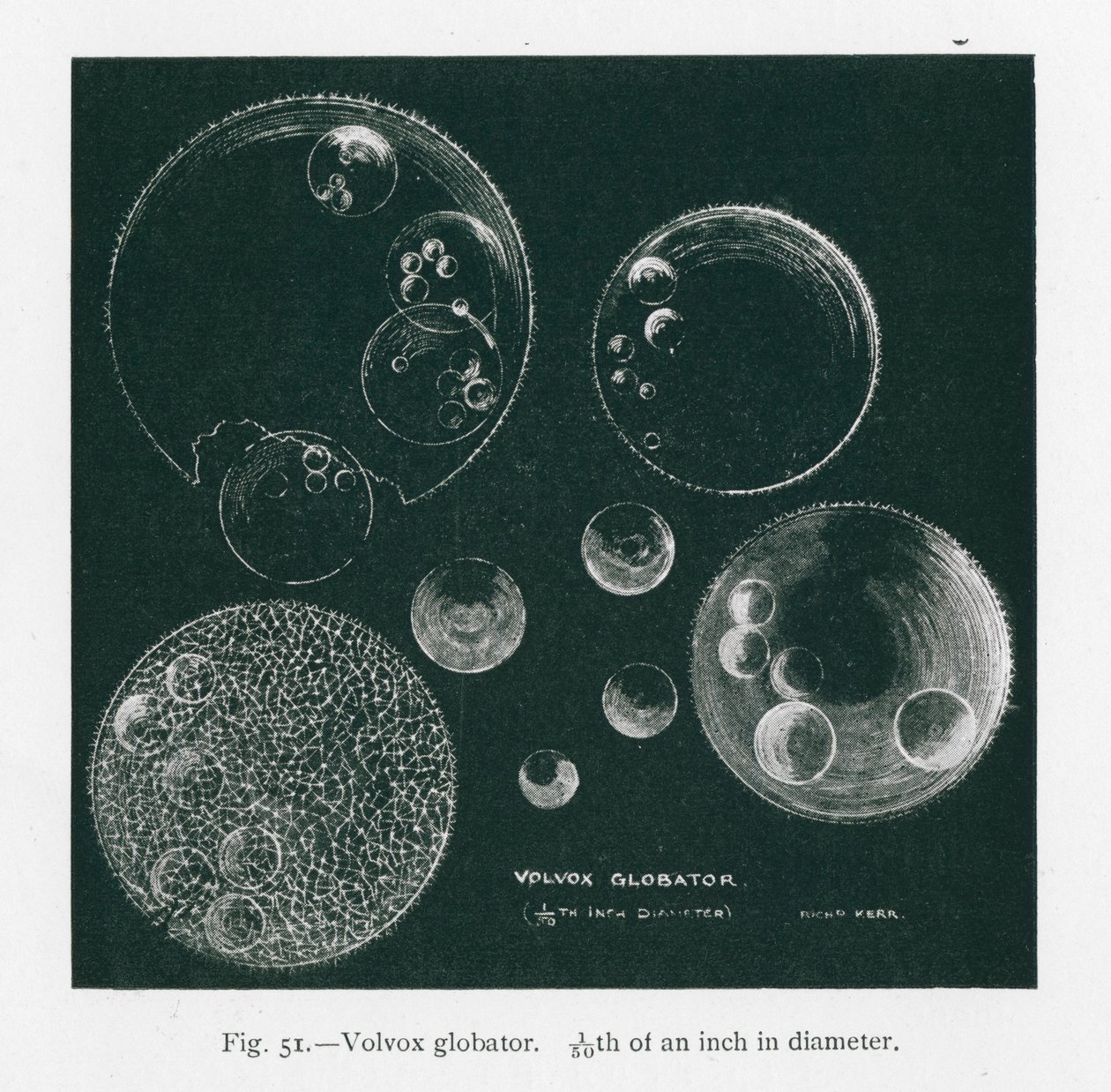 Les beautés de la nature : Volvox Globator (litho) - English School