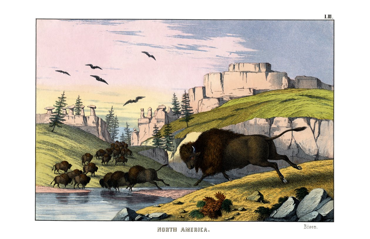Bison - English School