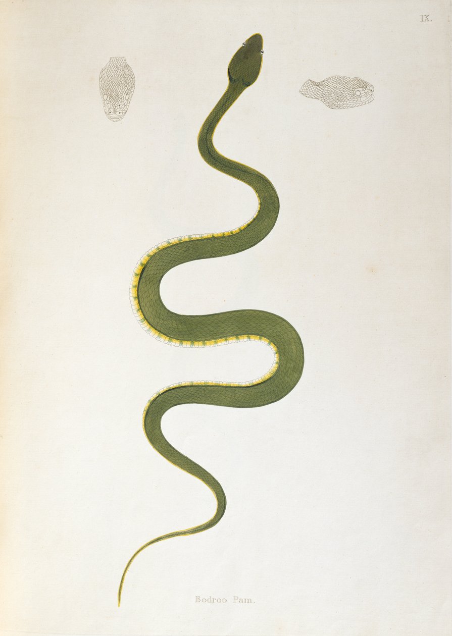 Serpent Bodroo Pam de Un Compte Rendu des Serpents Indiens collectés sur la Côte de Coromandel par Patrick Russell, Londres, 1796 - English School