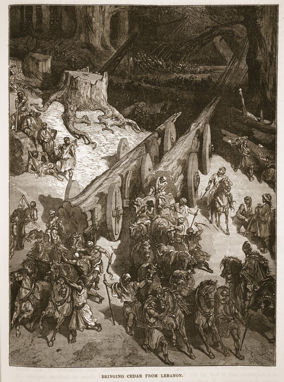 Transport de cèdre du Liban - English School