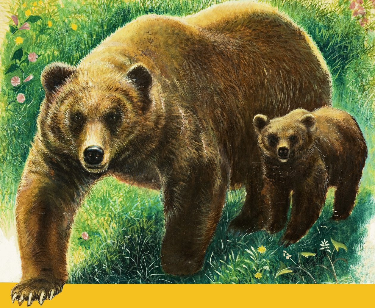 Ours brun et son petit - English School