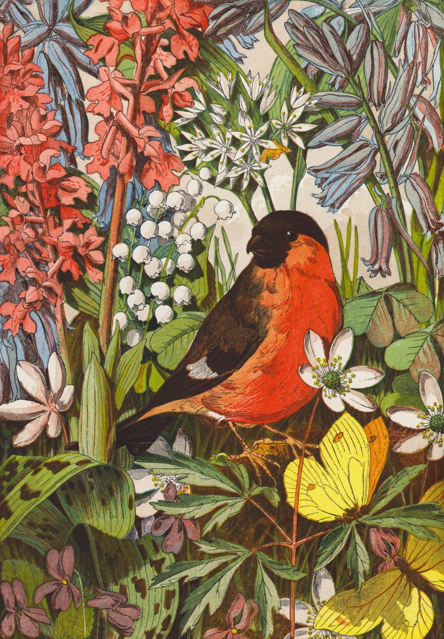 Bouvreuil (lithographie couleur) - English School