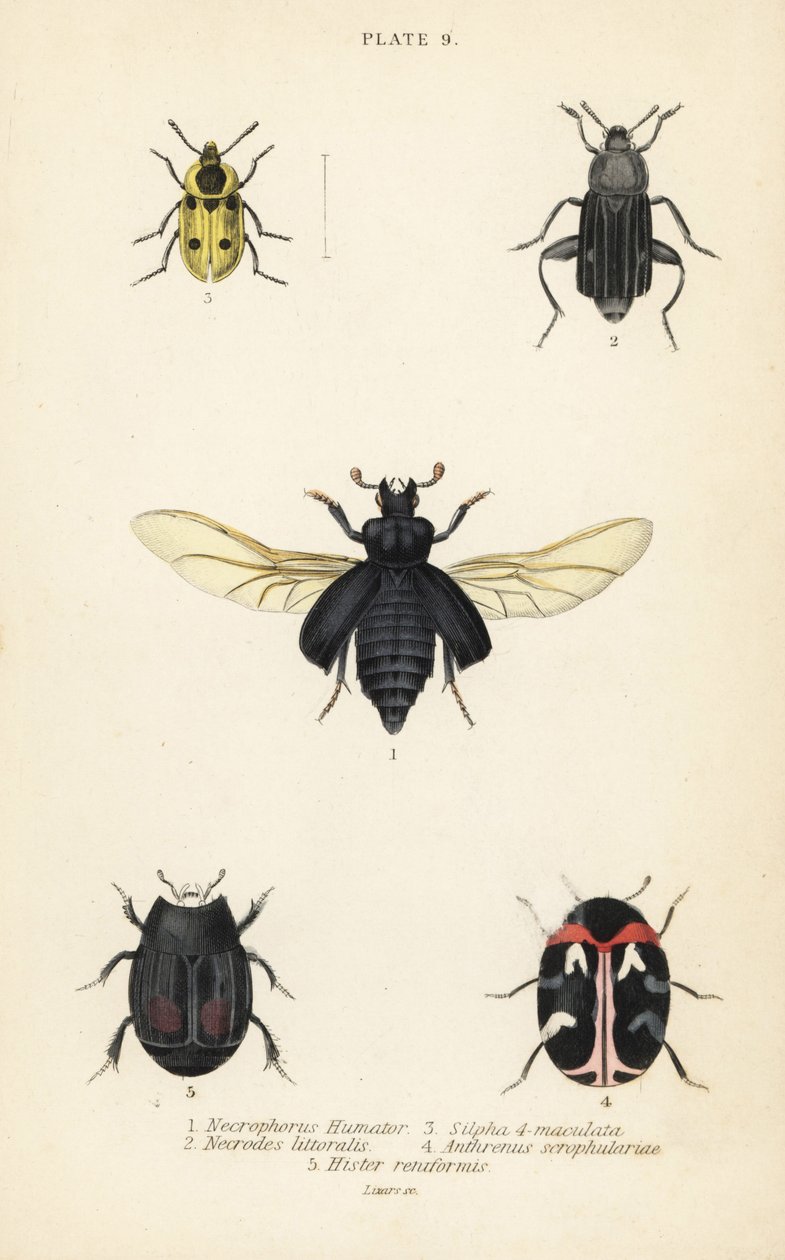 Coléoptère nécrophore, Nicrophorus humator 1, coléoptères nécrophages, Necrodes littoralis 2, Dendroxena quadrimaculata 3, coléoptère des tapis, Anthrenus scrophulariae 4, et Hister quadrimaculatus var - English School