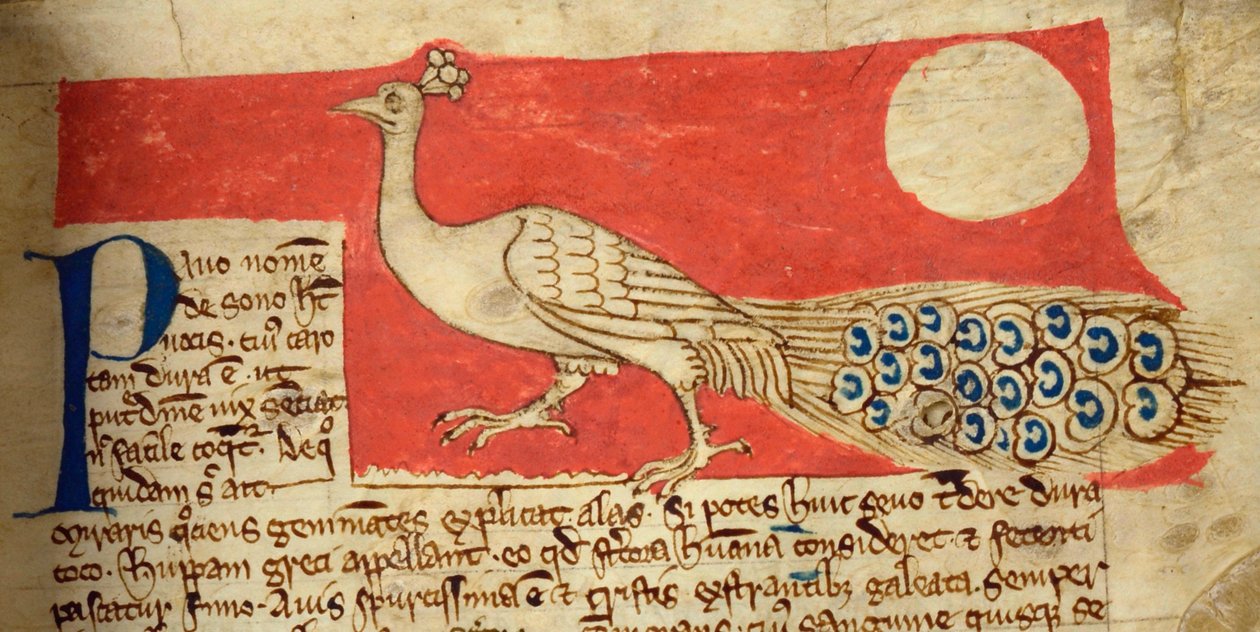 CCA-LitMs/D/10 fol. 22r Paon, du Bestiaire - English School