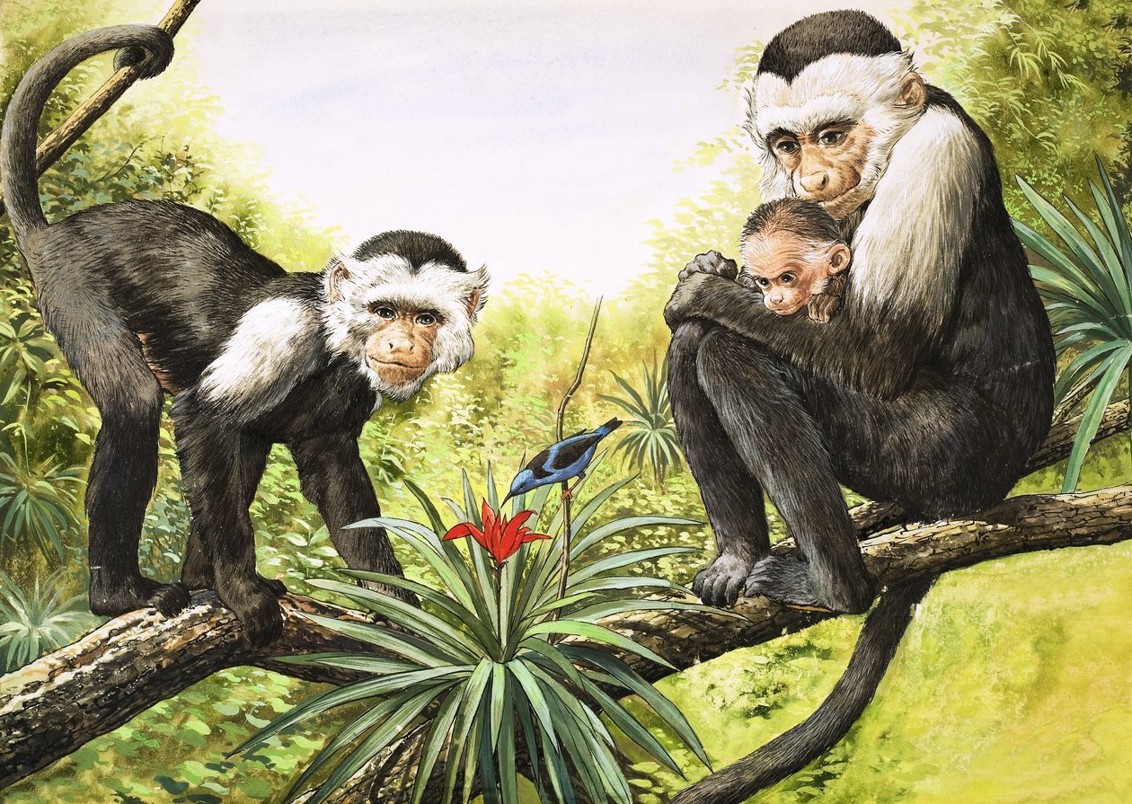 Singes capucins, illustration de "Nature
