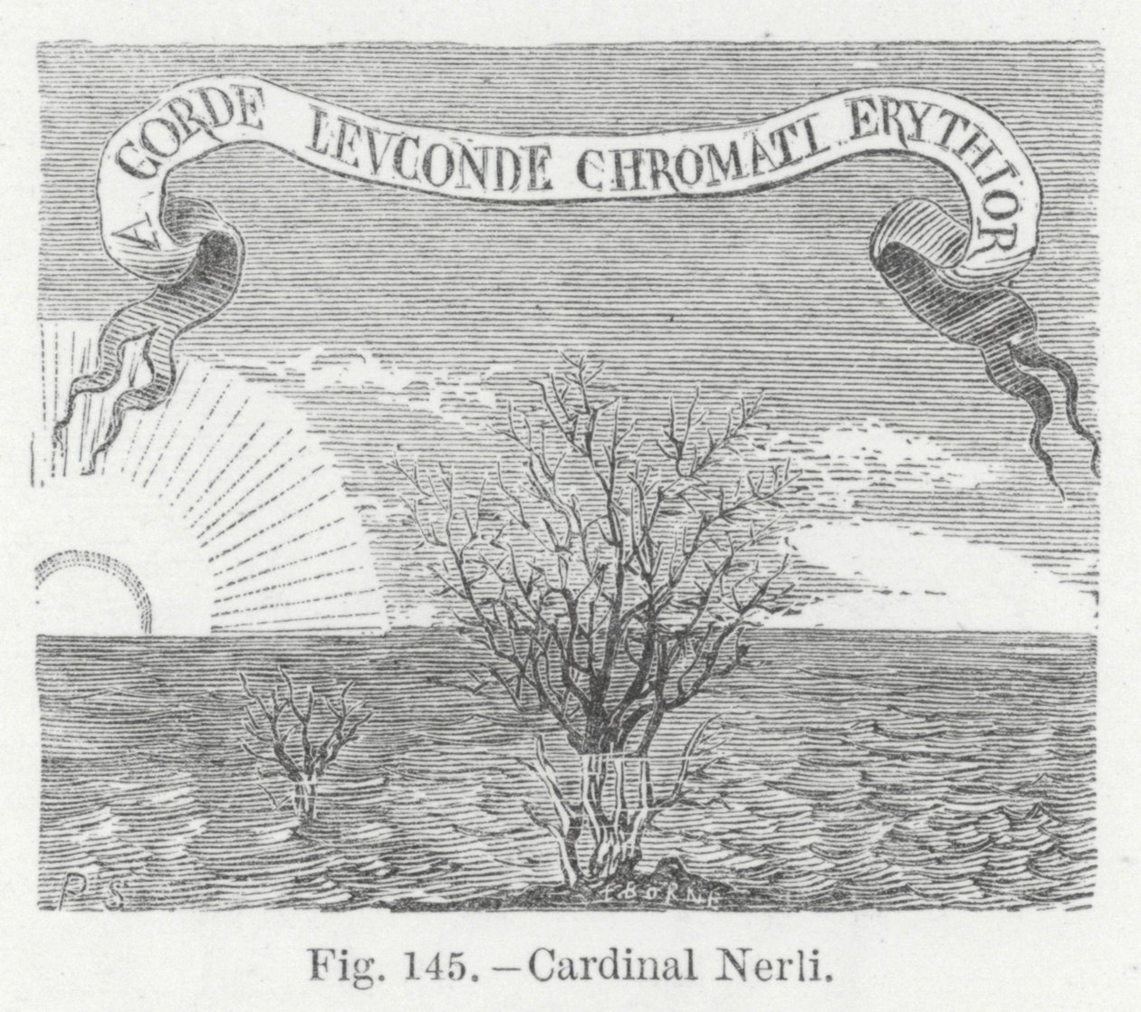 Cardinal Nerli (gravure) - English School