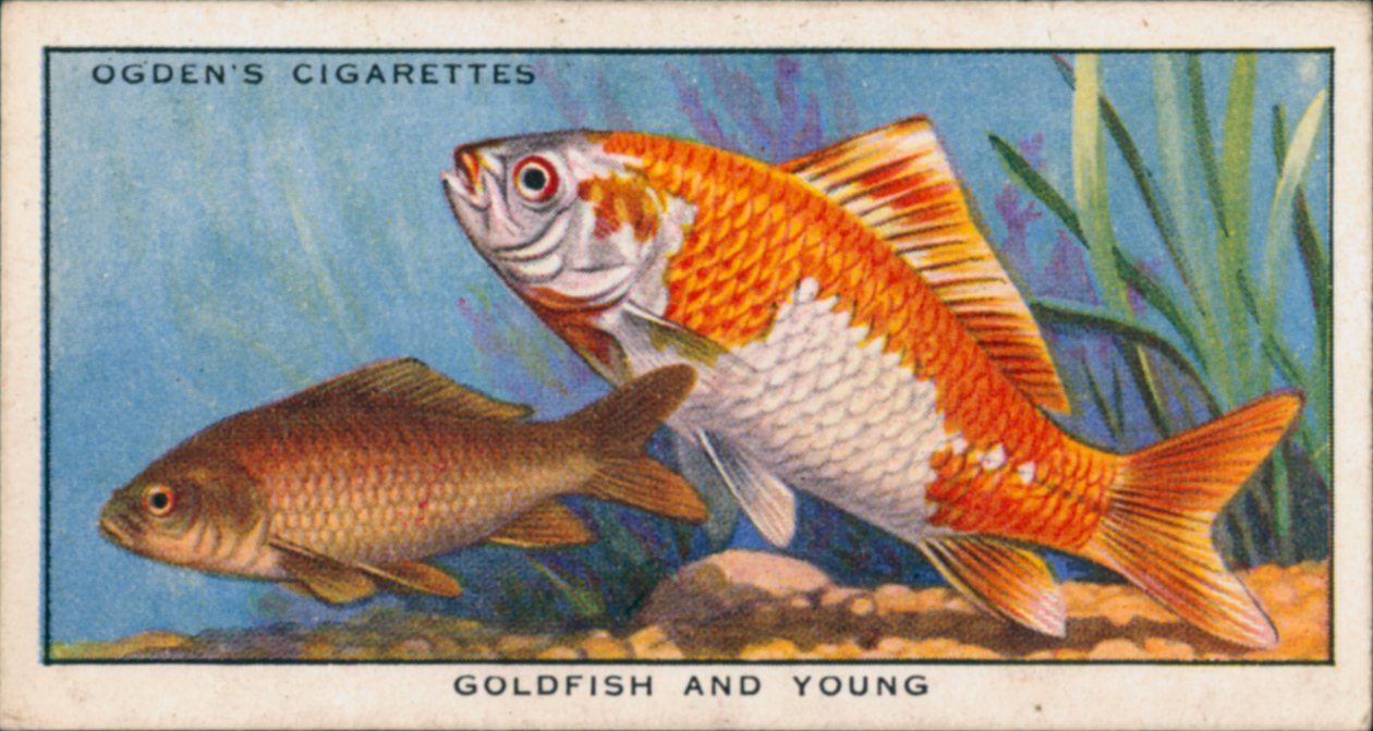 Changement de couleur chez les poissons jeunes et adultes, les poissons rouges et les jeunes (lithographie couleur) - English School