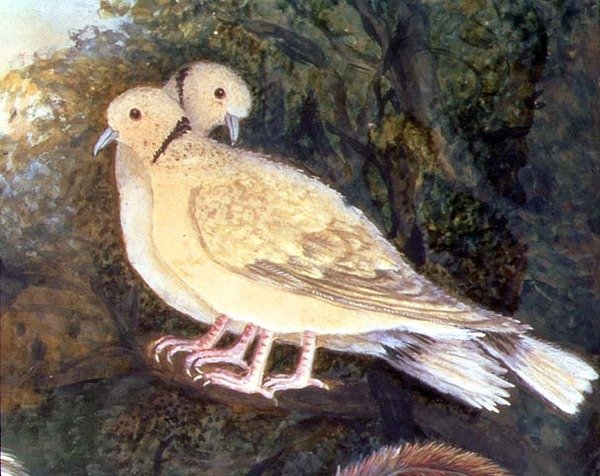 Poulet et colombes près d