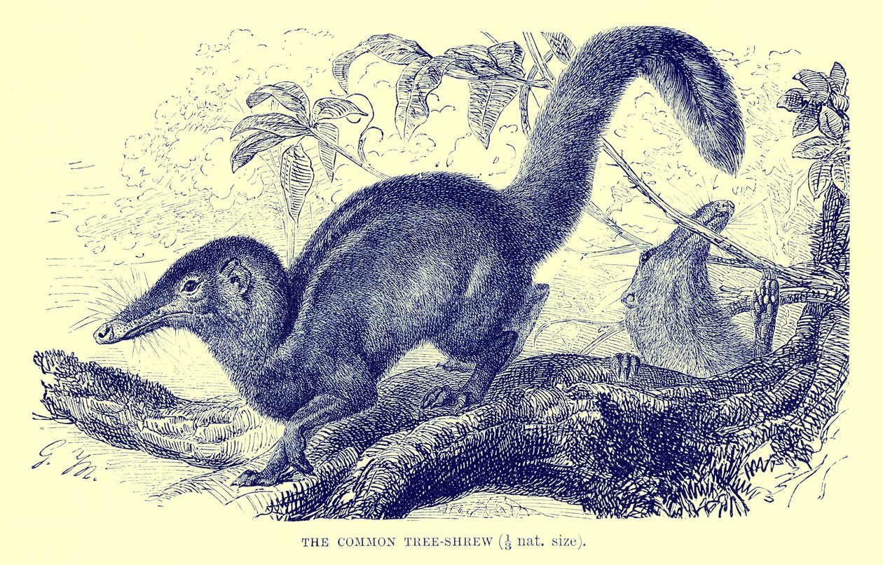 Musaraigne commune, illustration tirée de "The Royal Natural History" (lithographie) - English School