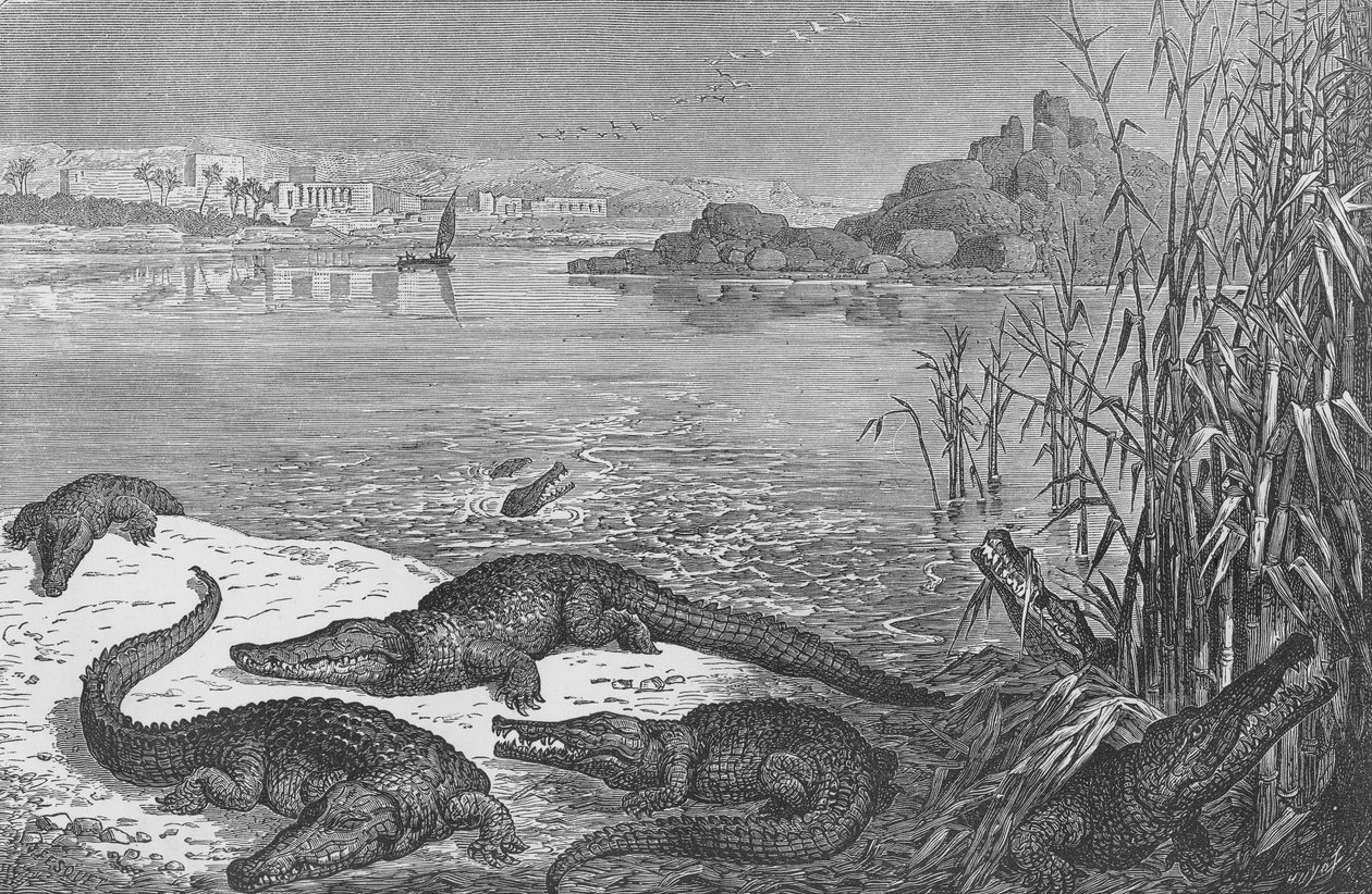 Crocodiles sur le Haut Nil - English School