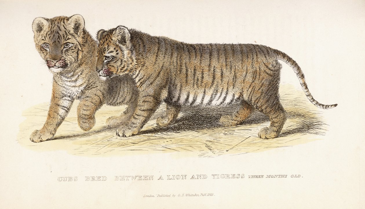 Lionceaux croisés entre un lion et une tigresse, trois mois - English School