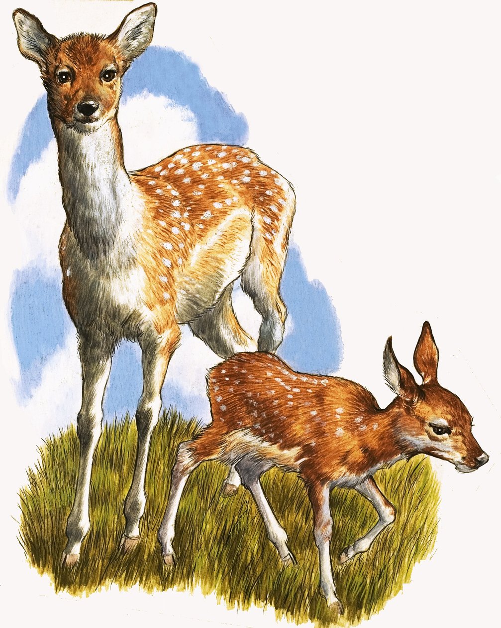 Cerf et poulain - English School