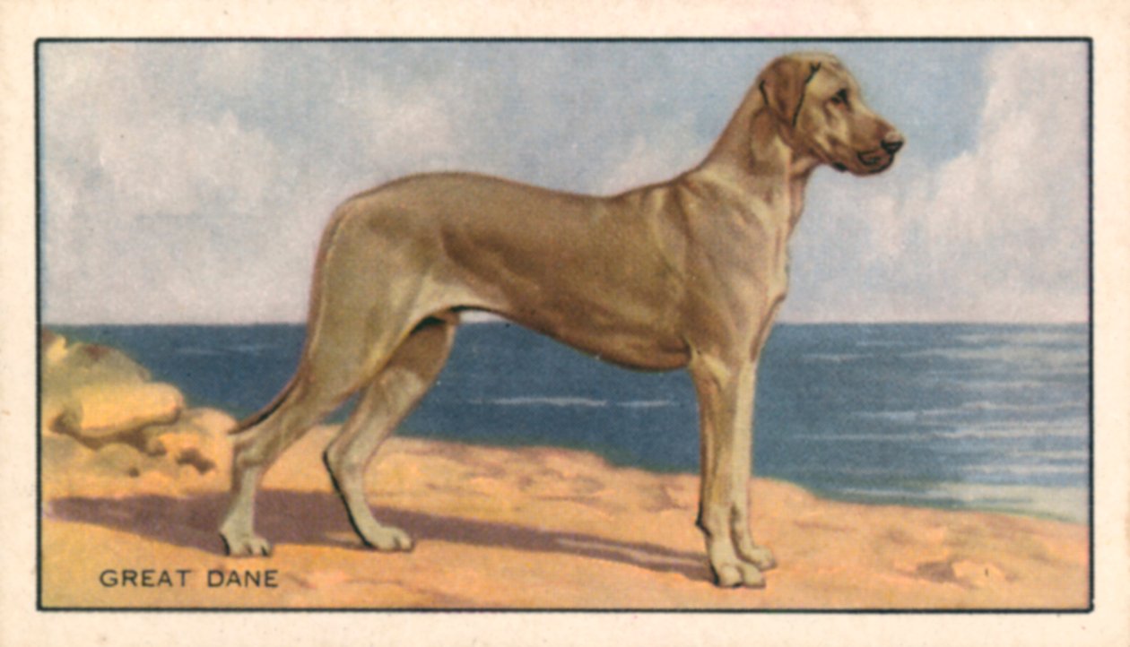 Chiens : Dogue allemand (lithographie couleur) - English School