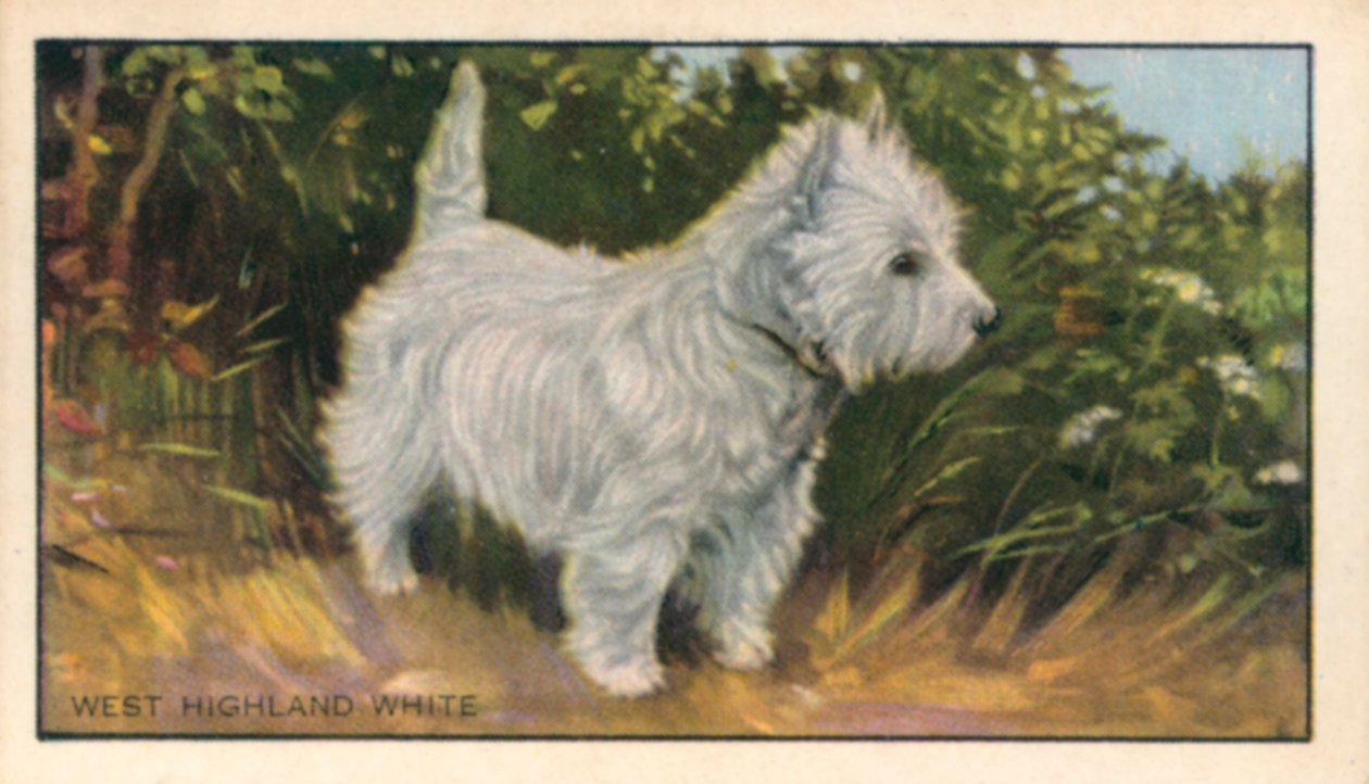 Chiens : West Highland White (lithographie couleur) - English School