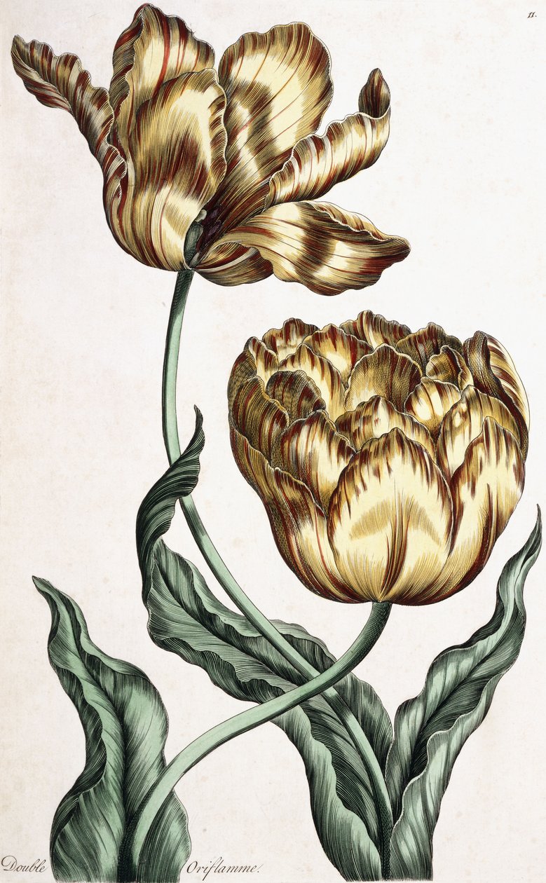 Double Oriflamme, 1759 - English School