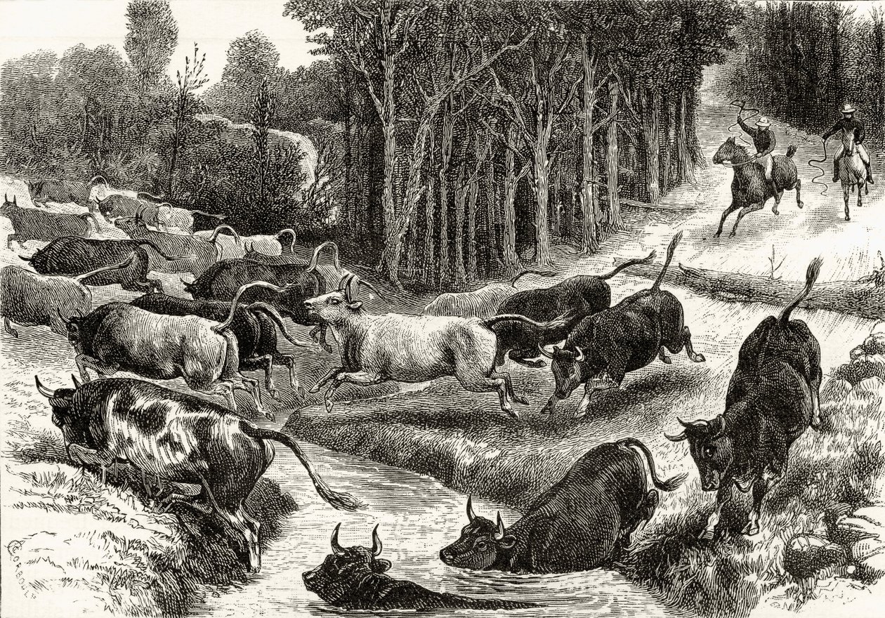 Conduite de bétail en Australie, c.1880, de 