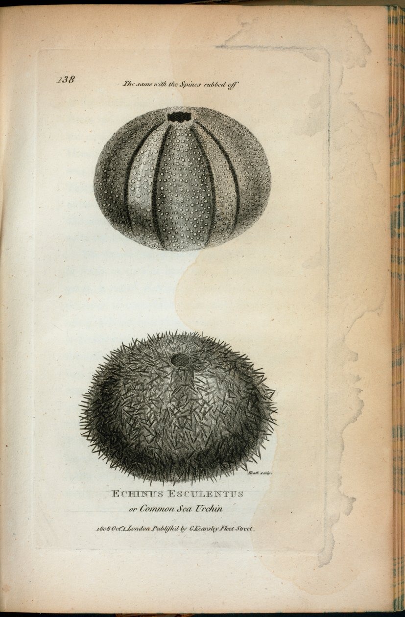 Echinus Esculentus ou Oursin commun ; Le même avec les épines enlevées, de 