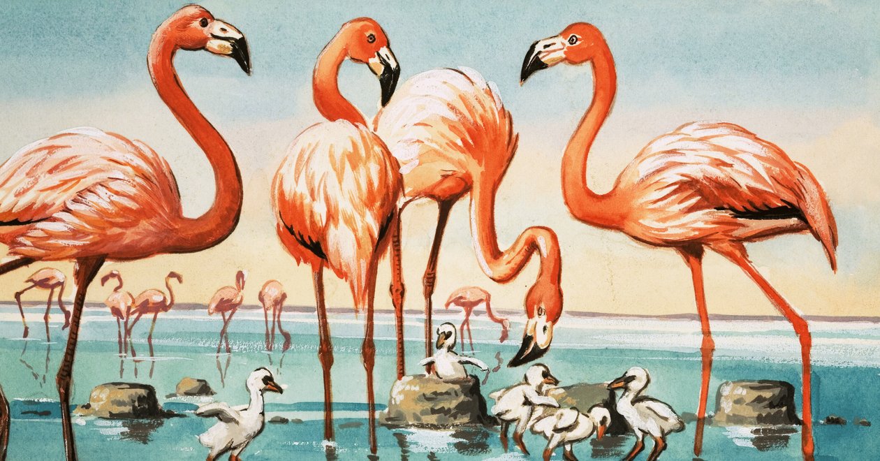 Flamants - English School