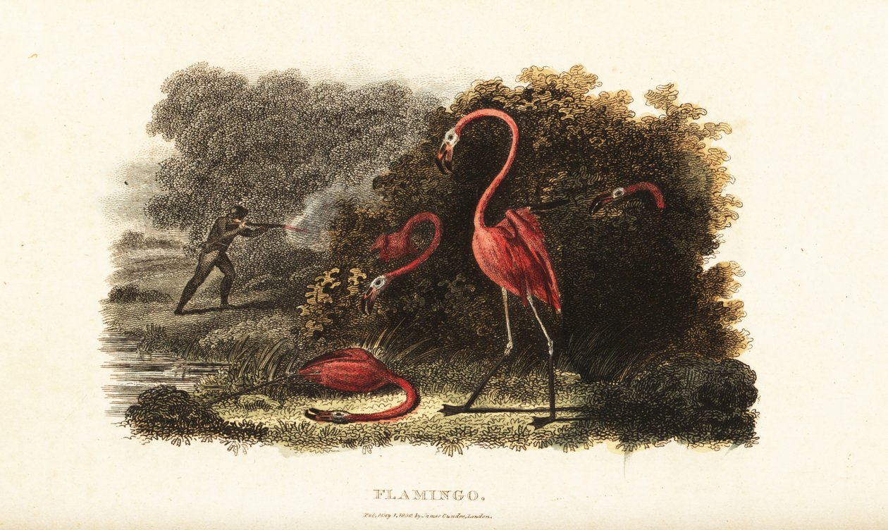 Flamants roses regardant avec étonnement leurs compagnons se faire abattre par un chasseur - English School