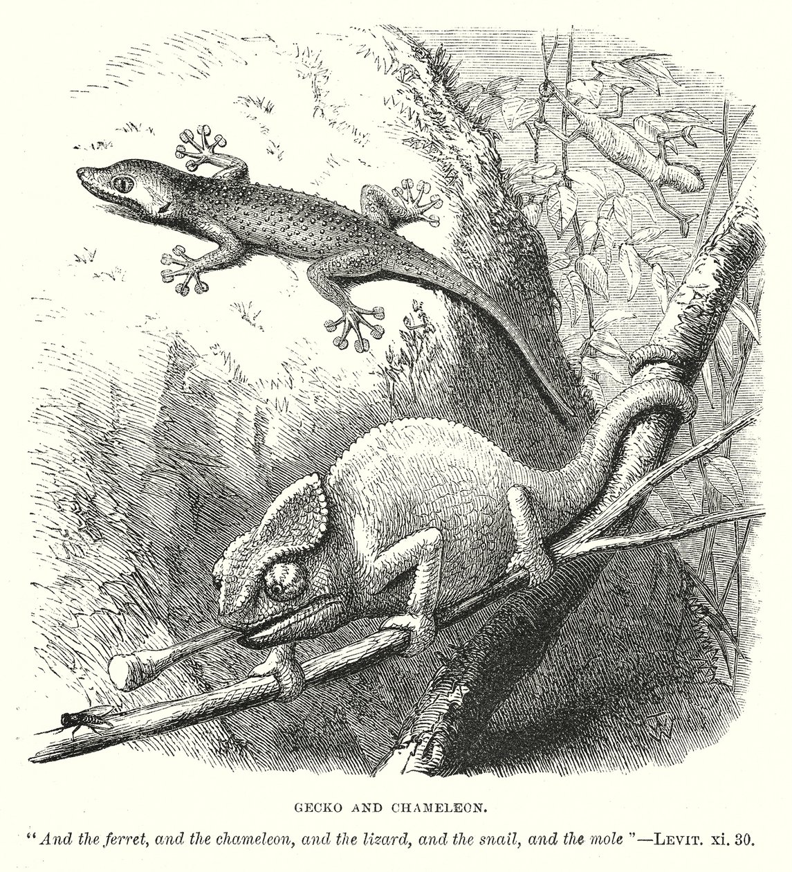 Gecko et caméléon (gravure) - English School