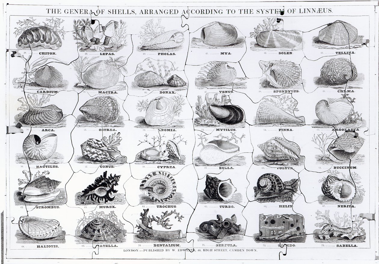 Genres de coquillages puzzle, pub. par W. Edwards - English School
