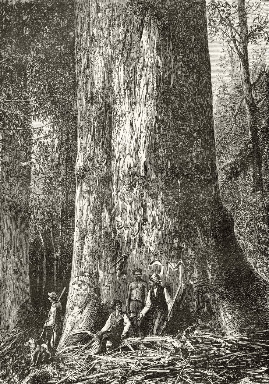 Géant Eucalyptus, c.1880, de 