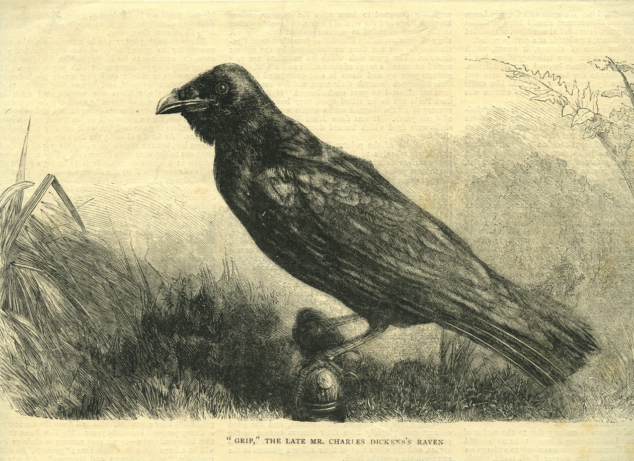 Grip, le corbeau de compagnie de Charles Dickens (lithographie) - English School