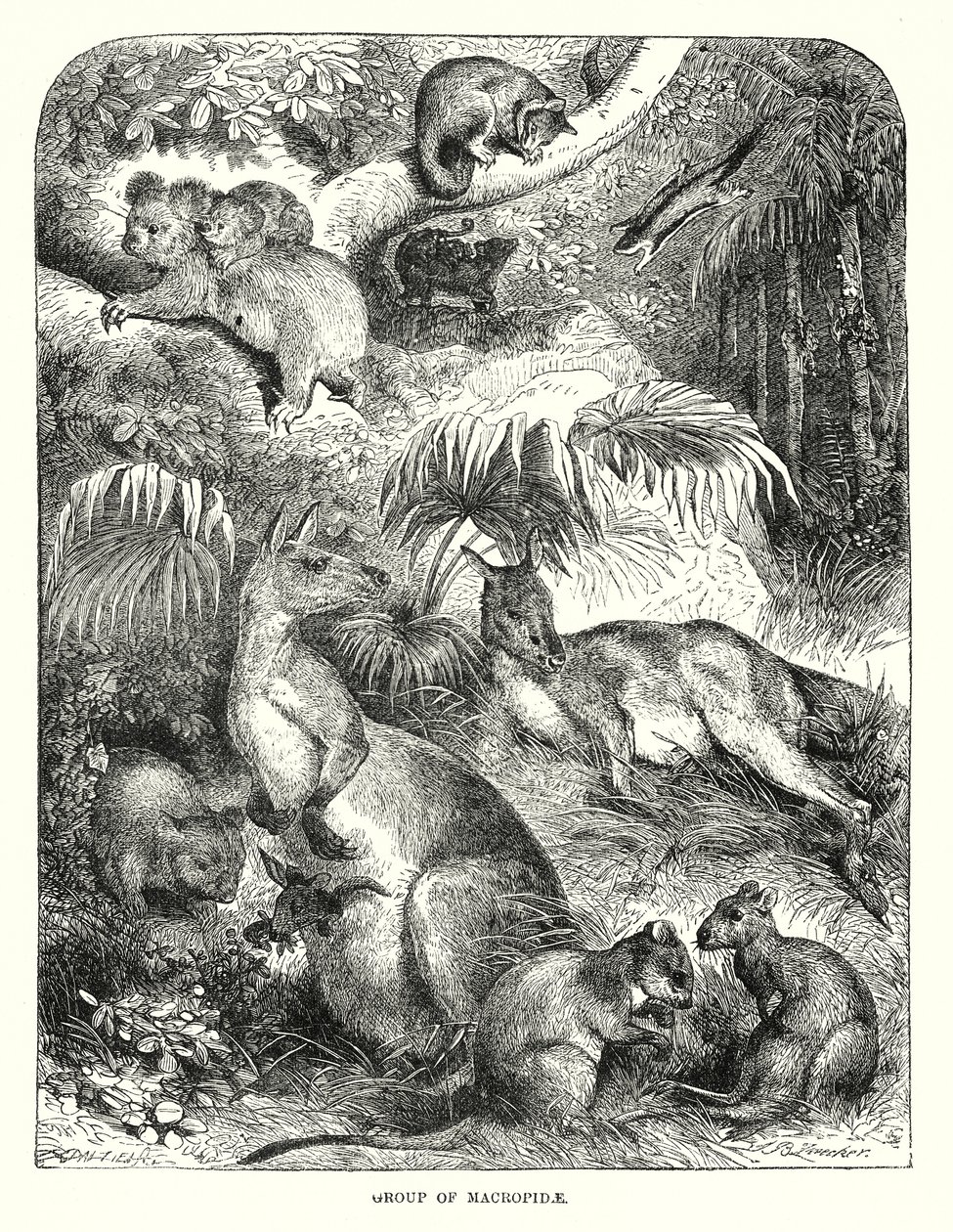 Groupe de Macropide (gravure) - English School