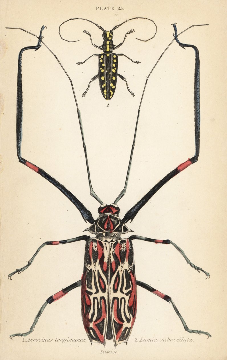 Coléoptère arlequin, Acrocinus longimanus 1, et coléoptère longicorne à face plate, Taeniotes subocellatus 2 - English School