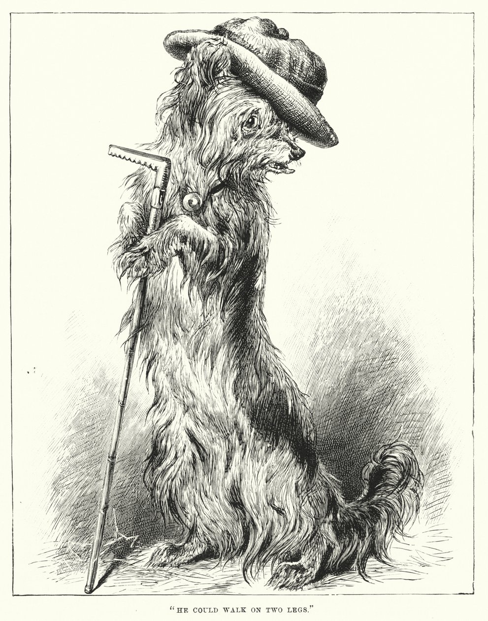 Il pouvait marcher sur deux jambes (gravure) - English School