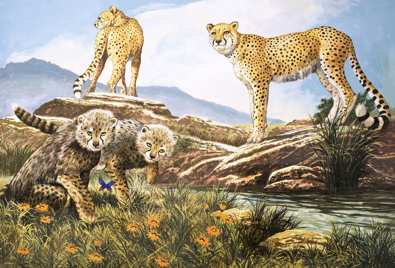 Chasseur à grande vitesse, le guépard, illustration tirée de "Nature