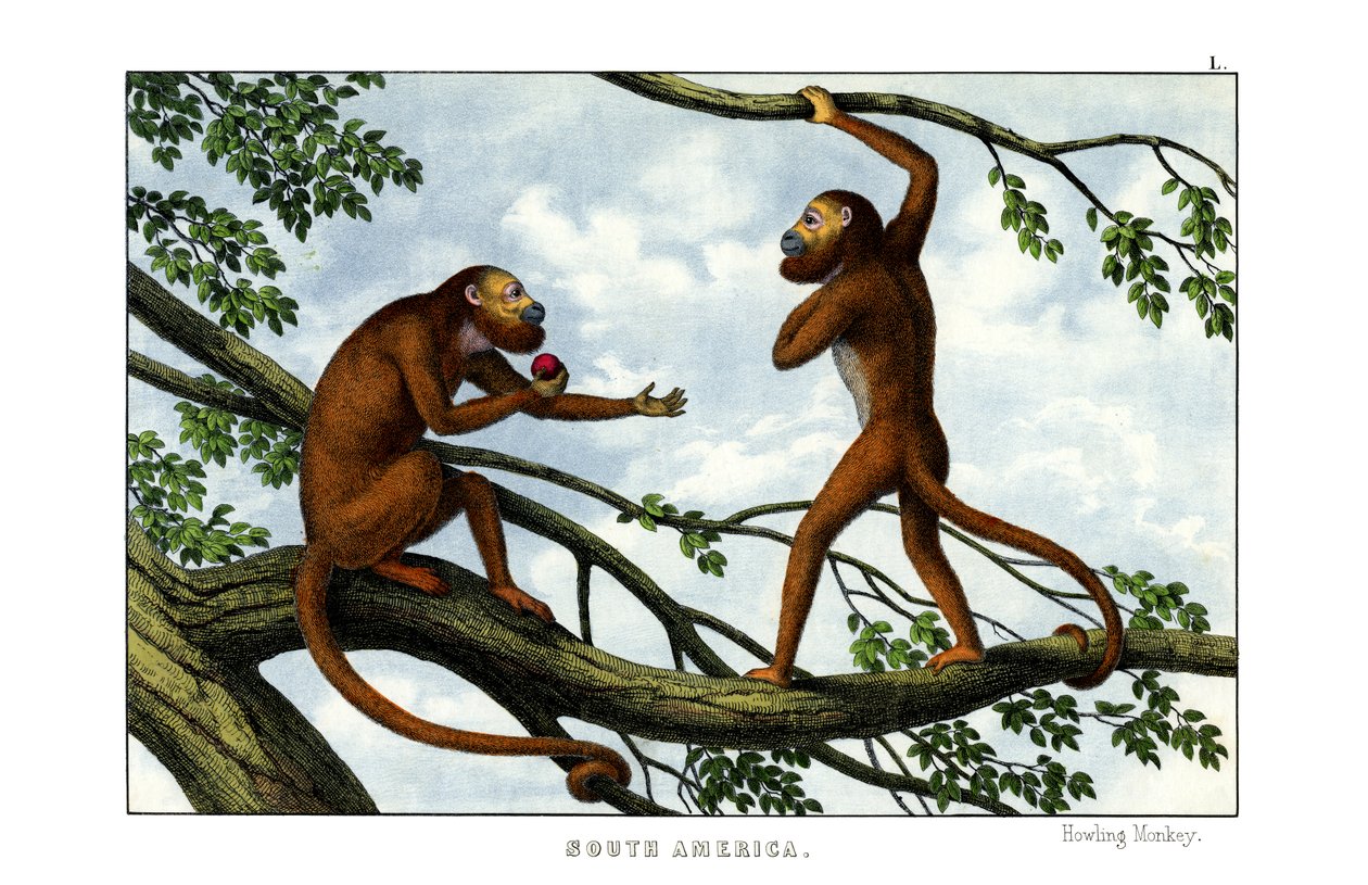 Singe hurleur - English School