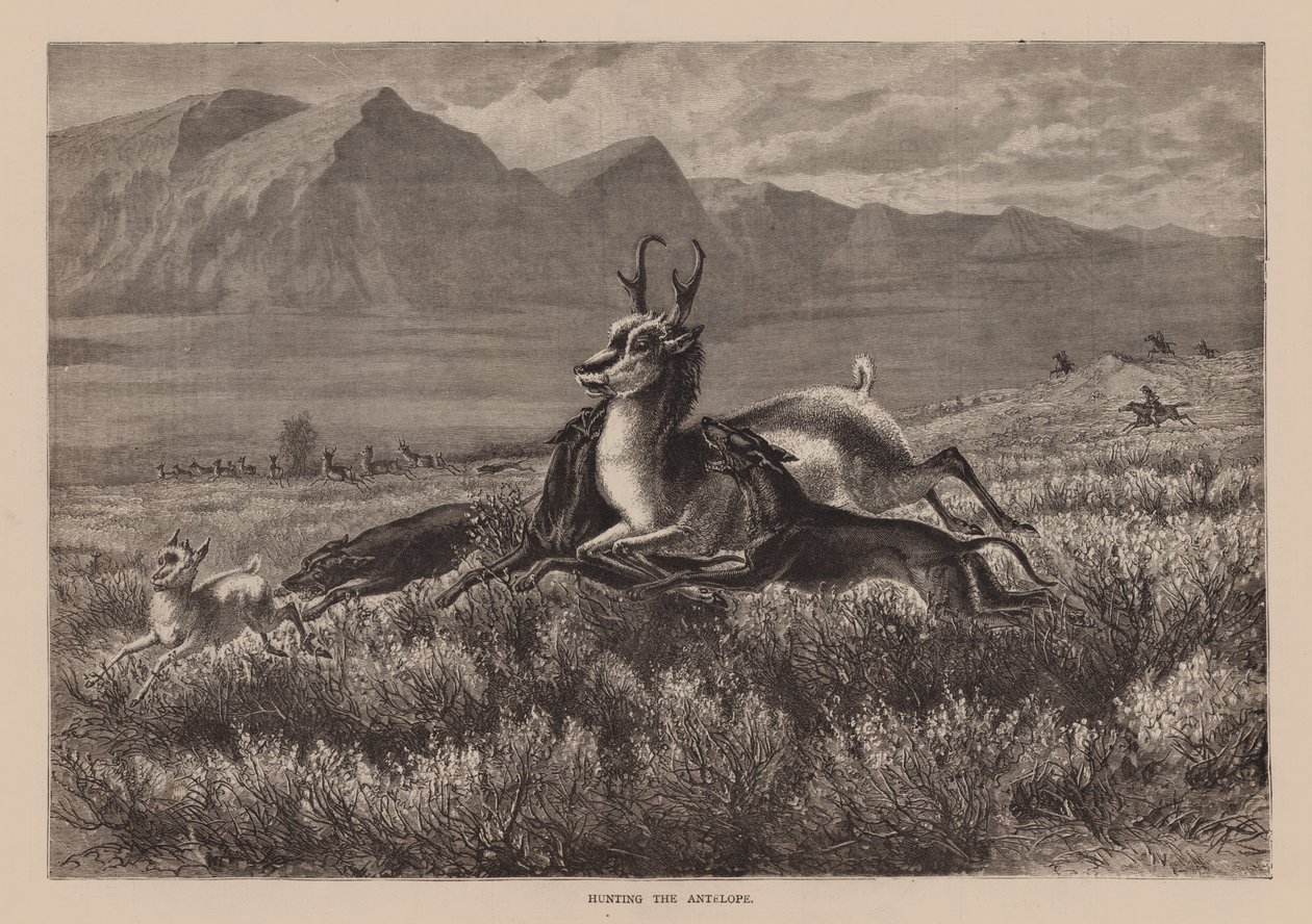La chasse à l