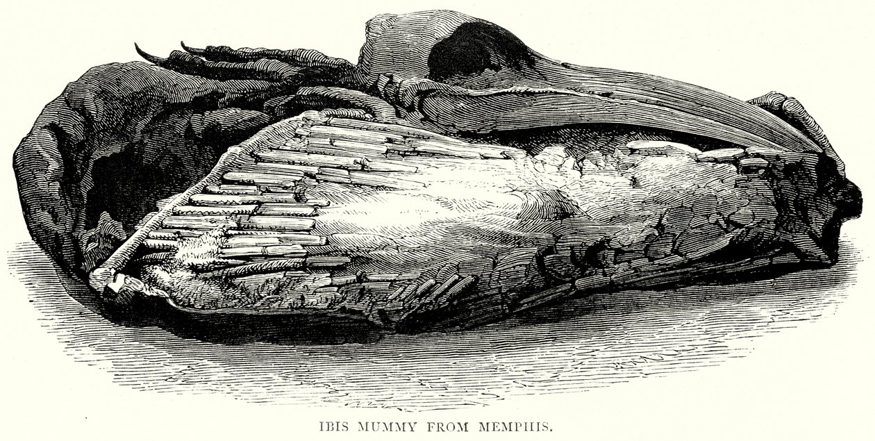 Momie Ibis de Memphis (gravure) - English School